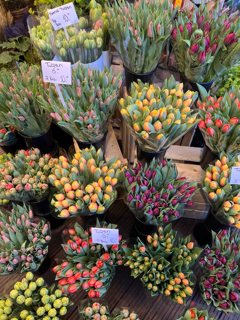 A display of numerous potted tulips with tightly closed buds in shades of pink, yellow, orange, and red, arranged on wooden crates. The tulips are in various sized black containers, with some showing 